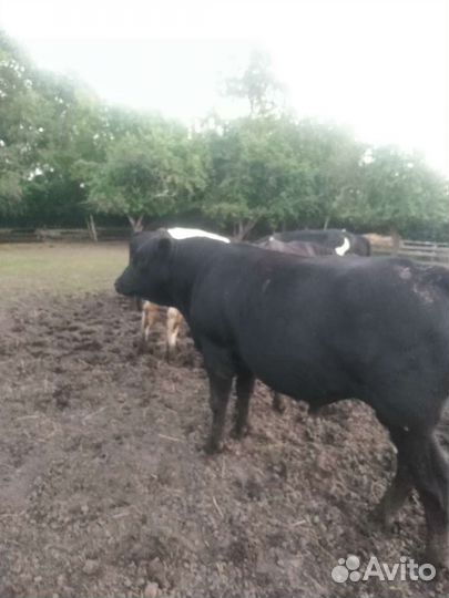 Абердин ангус бычки