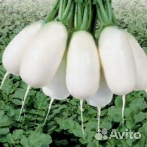 Семена редьки Эйс Спринг