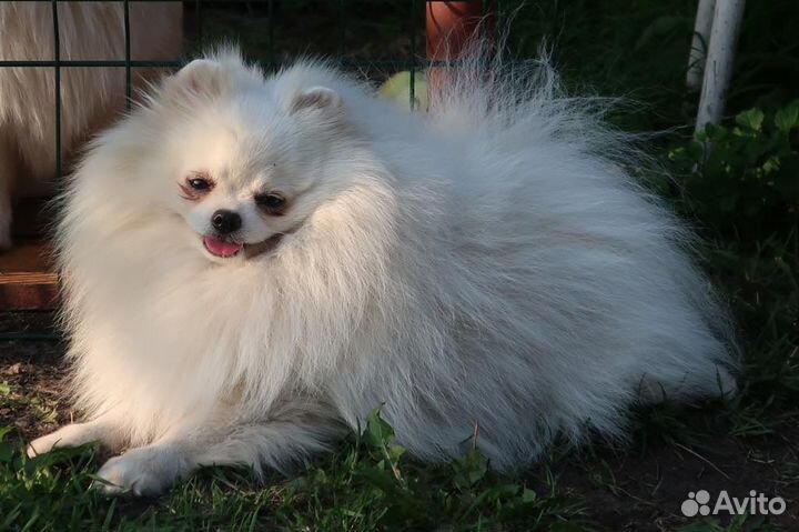 Белый померанский шпиц вязка