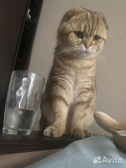 Шотландский кот вязка