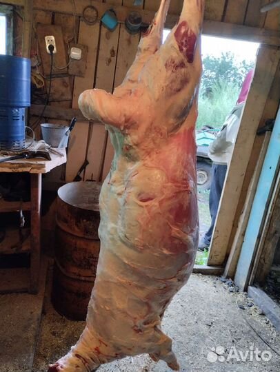 Овцы и быки