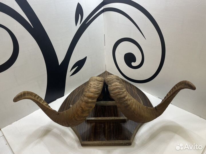 Рога горного козла витые