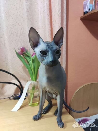 Донской сфинкс вязка