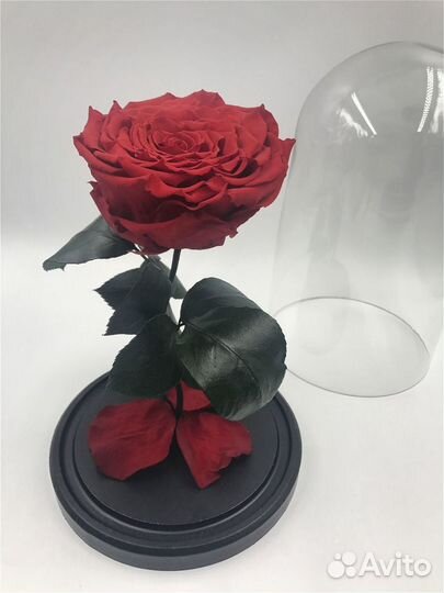 Долговечная роза