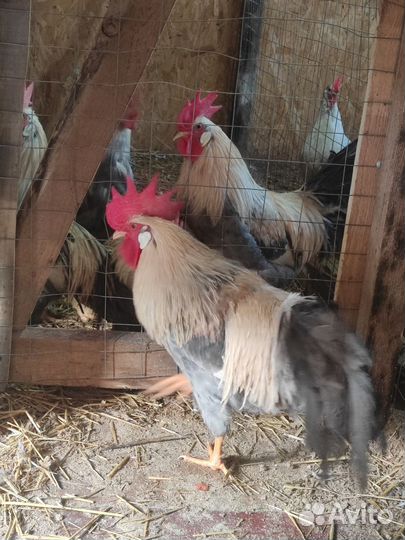 Молодые петухи