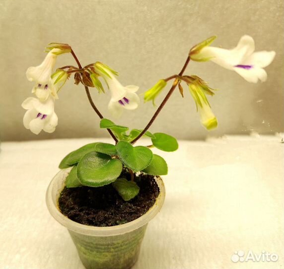 Мини фиалки