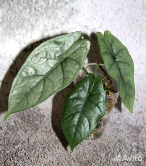 Алоказии 5 сортов