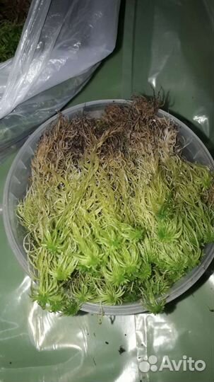 Сфагнум для орхидей, цветов