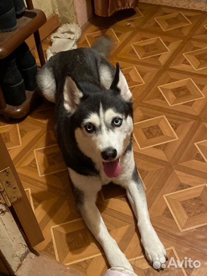 Хаски про пала