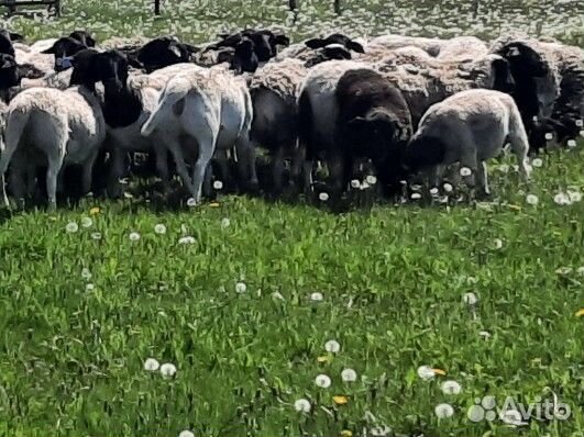 Ярочки дорпер