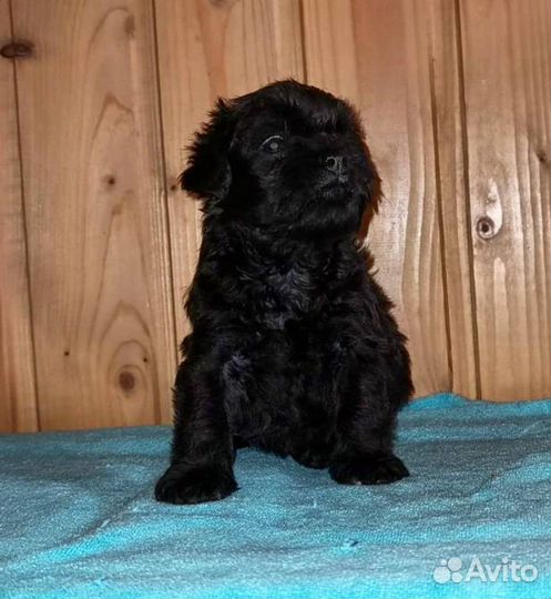 Малыши Аффенята