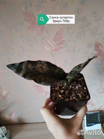 Комнатные цветы