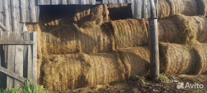 Продам сено в рулонах