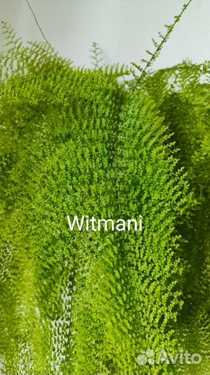 3 Разные Папоротники нефролеписы