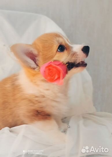 Щенок корги