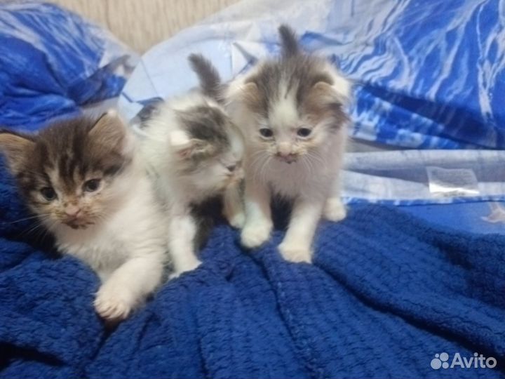 Кошки