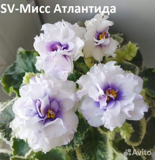 Фиалка