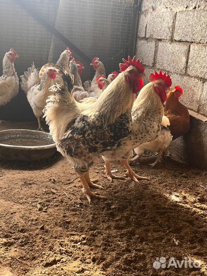 Яйца на инкубацию кур породы Мастер Грей