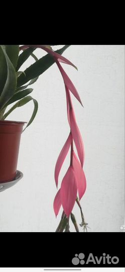 Бильбергия