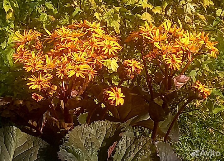 Бузульник зубчатый «Britt-Marie Crawford»