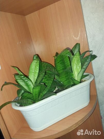 Сансевиерия