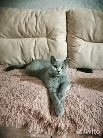 Отдам в добрые руки