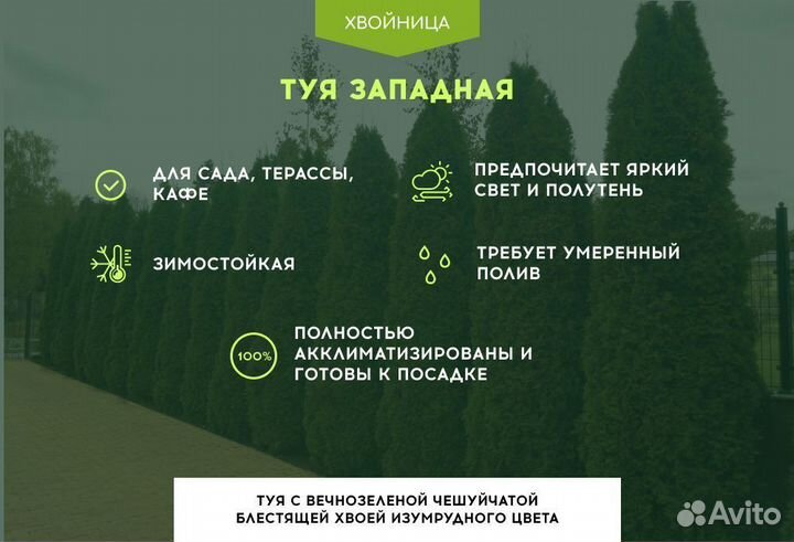 Туя Колумна