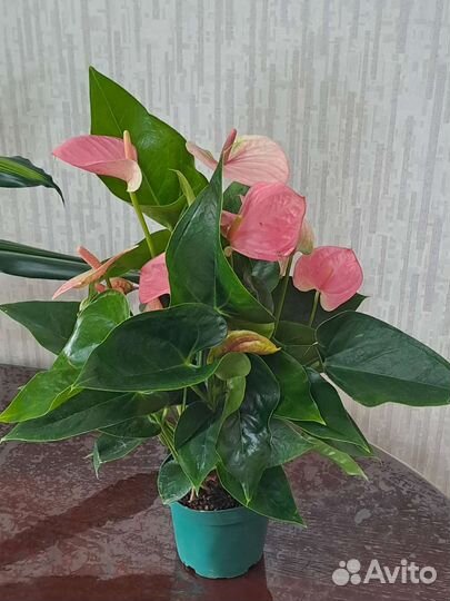 Антуриум монстера