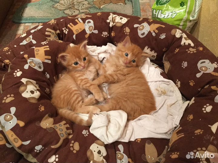 Котята
