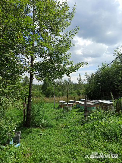 Пчелы пасека