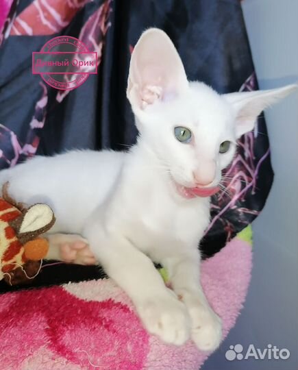 Ориентальные котята