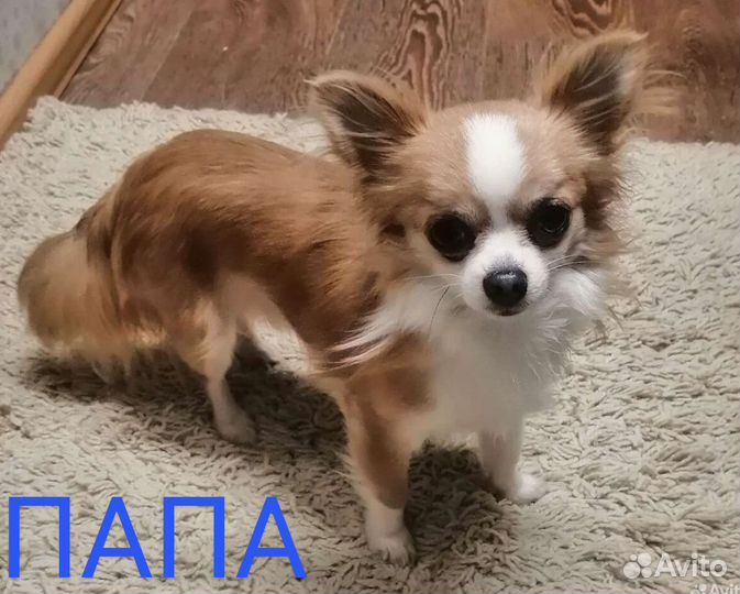 Мальчик чихуахуа