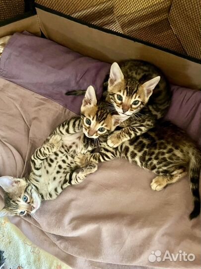 Бенгальские котята