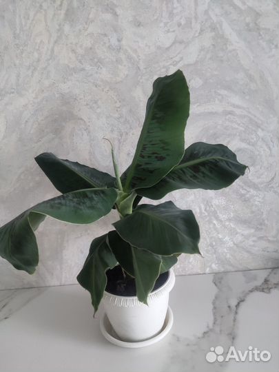 Банан комнатный (малыши)