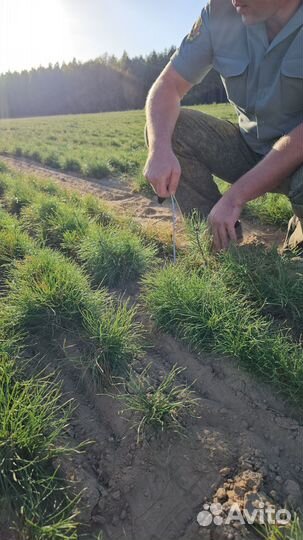 Саженцы сосны и ели окс от производителя