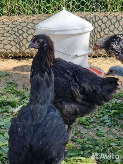 Куры цыплята