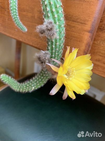 Сигнониум,нолина,сансивиерия,герань,оксалис