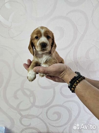 Собака в добрые руки щенок