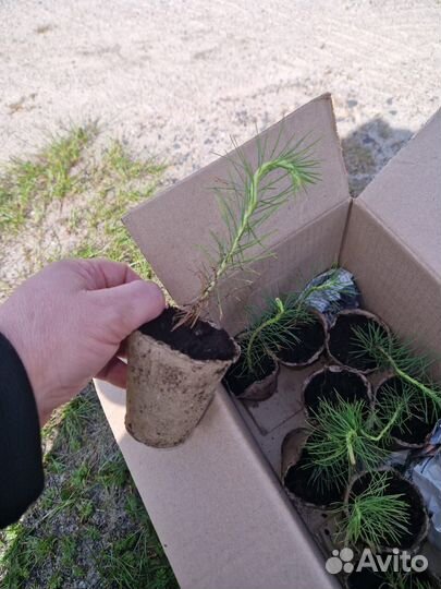 Сеянцы сосны зкс оптом