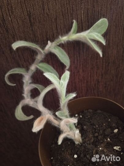 Отдам пушистое создание