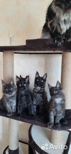 Котята мейн-кун