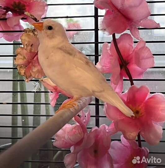 Зебровая амадина самочка