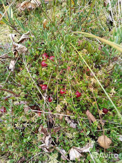 Клюква свежая