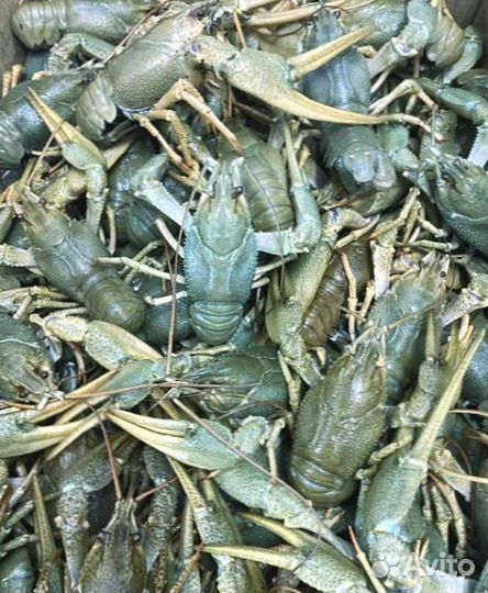 Раки с доставкой на дом