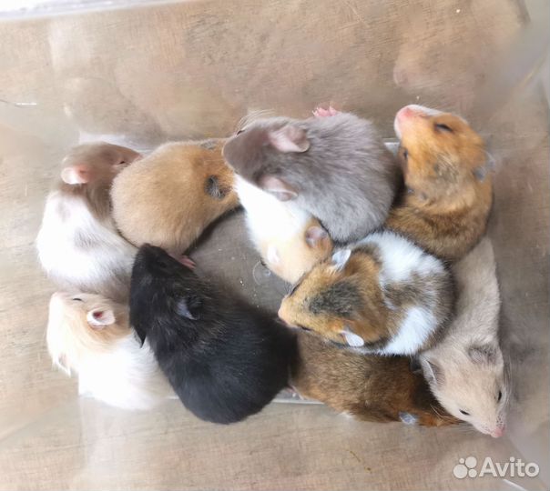 Сирийский хомяк