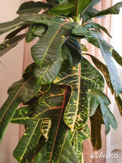 Кодиеум кротон