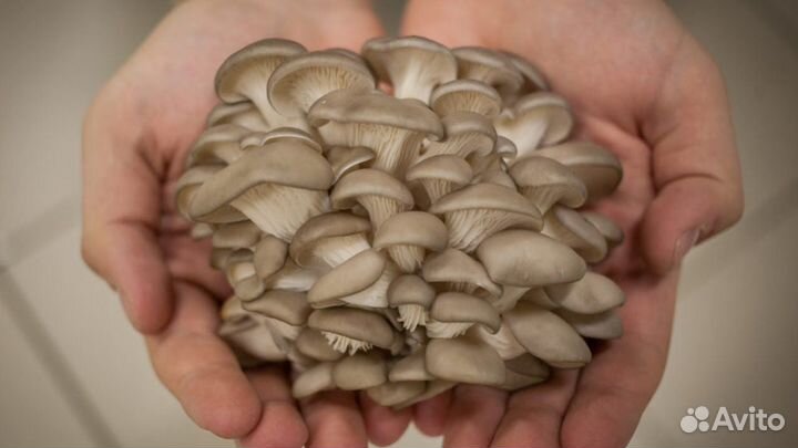 Мицелий грибов Вешенка просто и вкусно