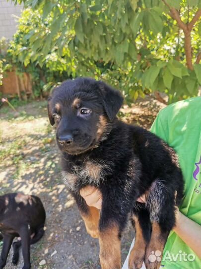 Щенки Немецкой Овчарки