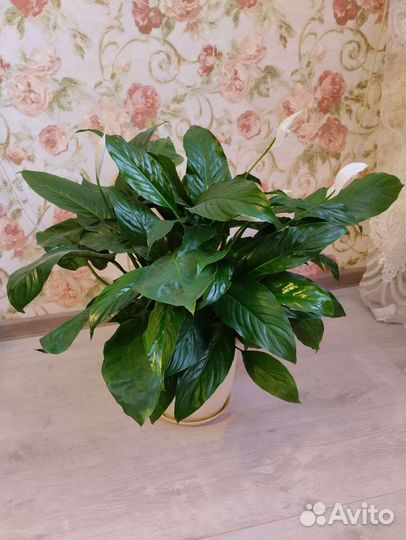 Спатифиллум