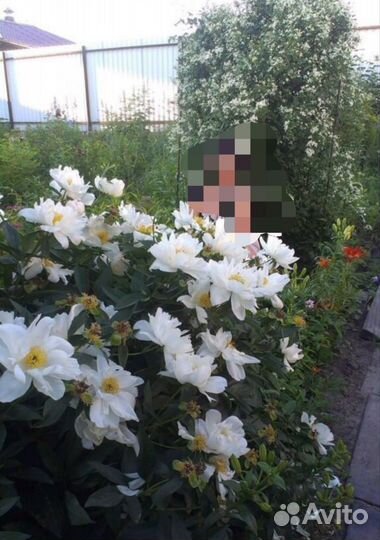 Саженцы